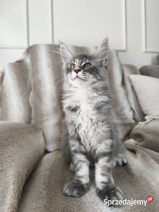 Kotka Maine coon Aqua Lipa