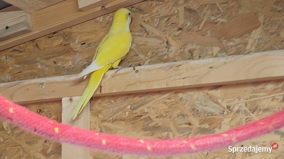 Mnichy Nizinne małopolskie Wieliczka sprzedam