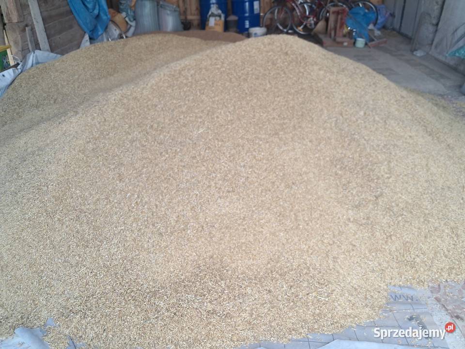 Owies zbior 2026 Kierlikówka