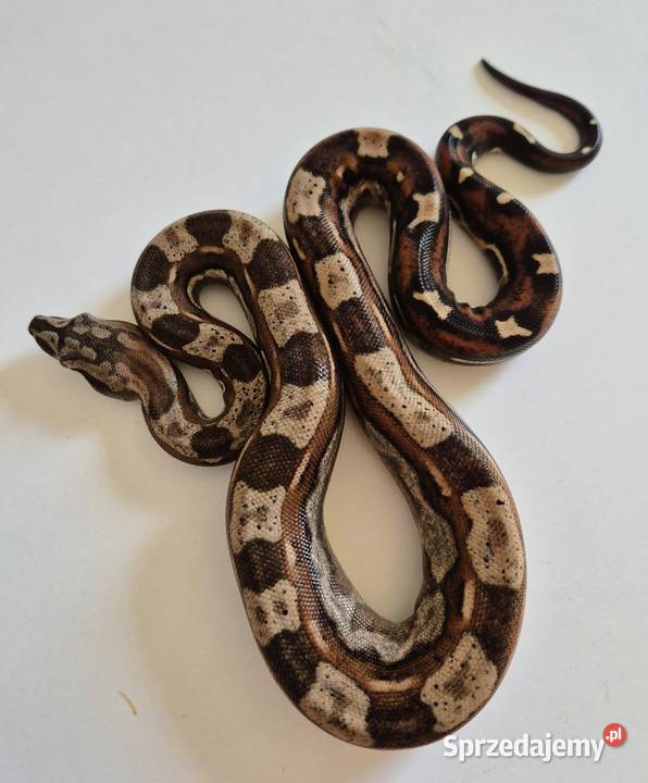 3 Boa cesarski samiec cb25 Chrzanów