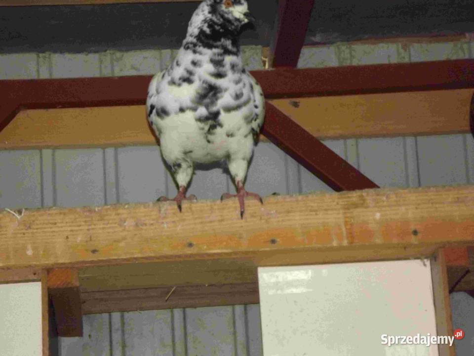 sprzedam gołębie Podborze