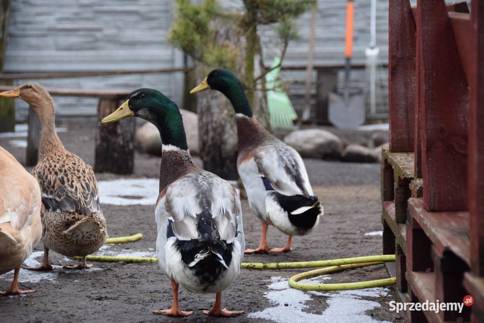 Kaczor biegusa Łochów sprzedam