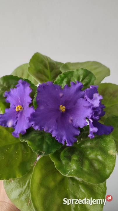 Sprzedam sadzonkę fiołka odmiany NK Vakula podlaskie Białystok