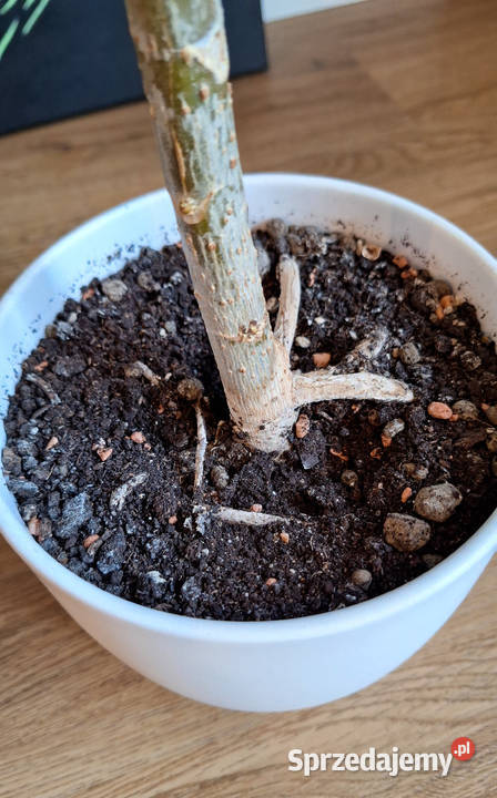 Szeflera drzewkowata Schefflera Arboricola Nora