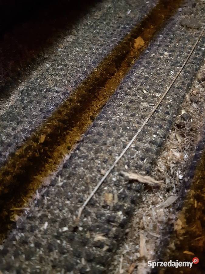 Wielopiła gasiennicowa Wasilków sprzedam