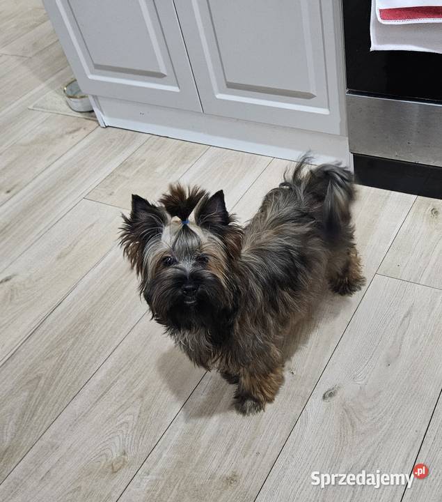 Piękny York Ocean Pearl zjawiskowy Unikatowy Wrocław sprzedam