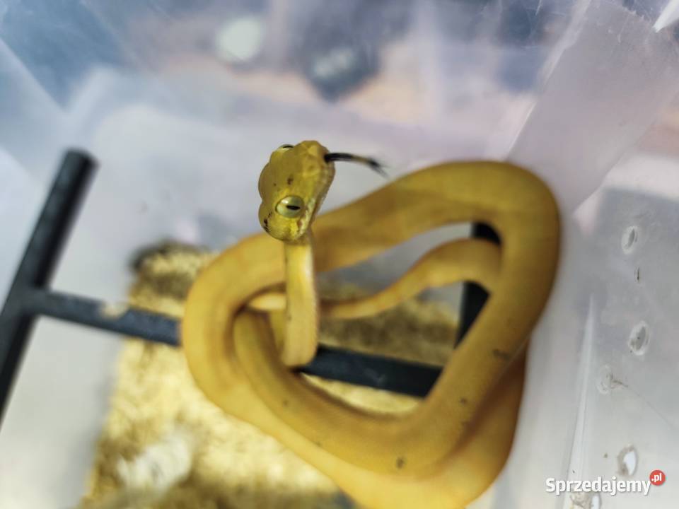 Boa leśny Corallus hortulanus samica CB 2024 opolskie Krapkowice