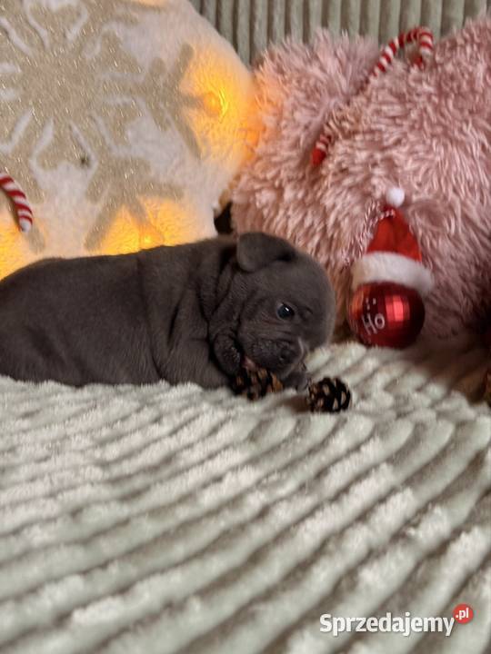 Buldog francuski do rezerwacji Częstochowa