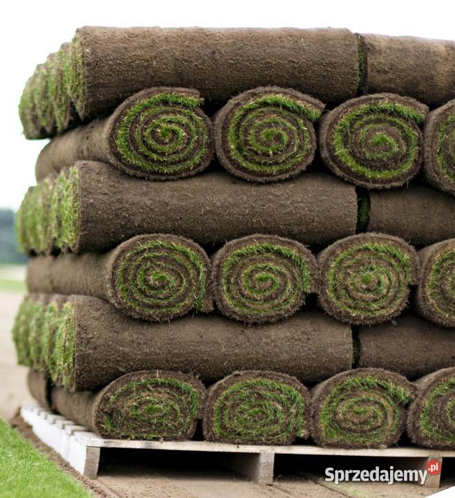 Trawniki w rolce Trawa rolowana Najlepsza Częstochowa sprzedam