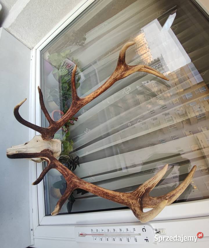 Duże poroże jelenia z czaszka do powieszenia Pozostałe Warszawa