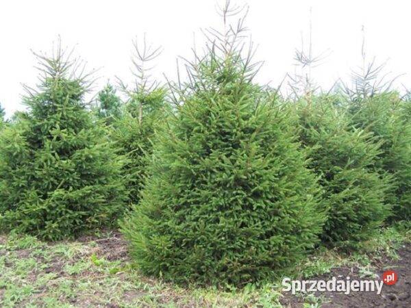 Świerk pospolity Picea Abies 5070 w doniczce Rybnik