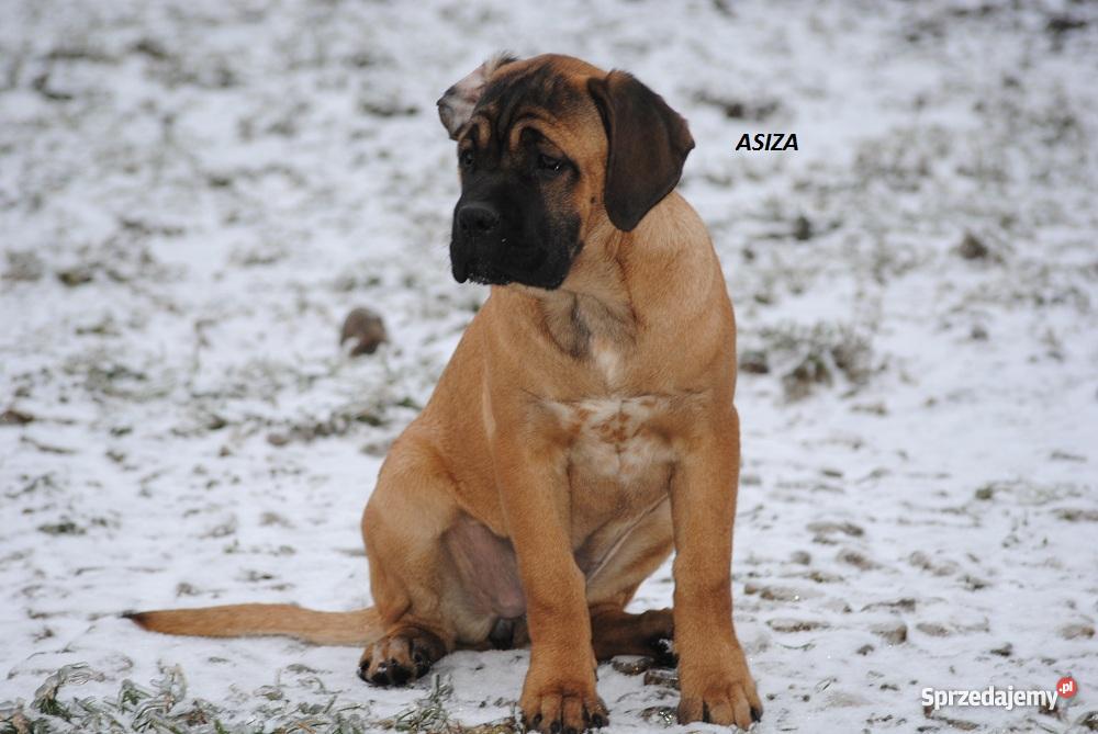 Cane Corso rodowodowe szczenięta FCI wielkopolskie Godziesze Małe sprzedam