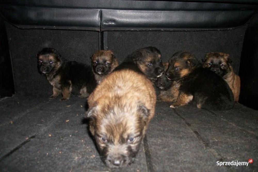 Szczenięta wyrosną na kudłate psy podlaskie Białystok