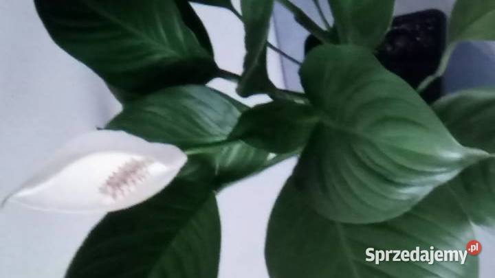 Aloes leczniczy Warszawa