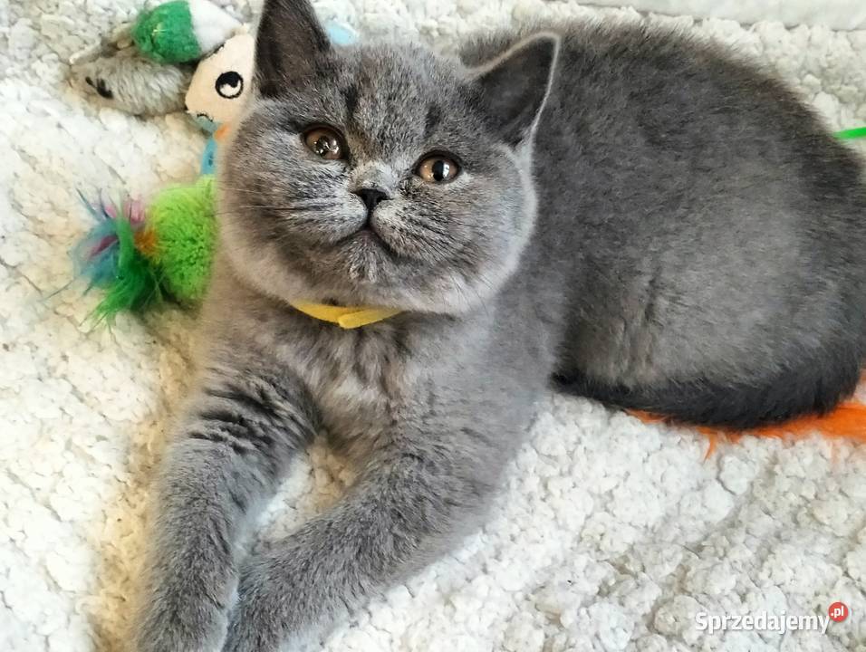 Śliczna koteczka juz do odbioru Rodowód Łódź