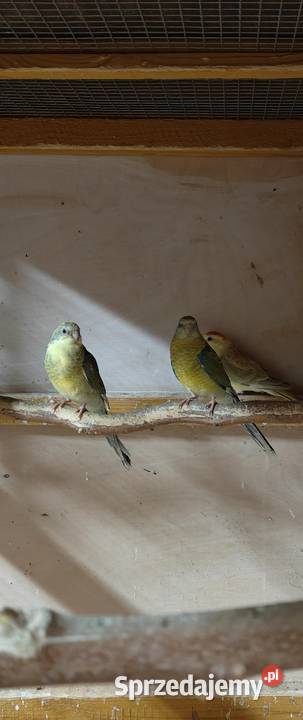 Sprzedam pary lęgowe Nierozłączek samice wielkopolskie Tarchały Wielkie sprzedam