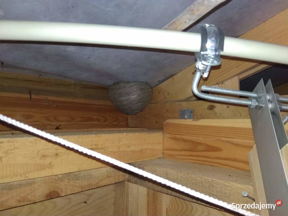 Usuwanie likwidacja szerszeni os i pszczół warmińsko-mazurskie