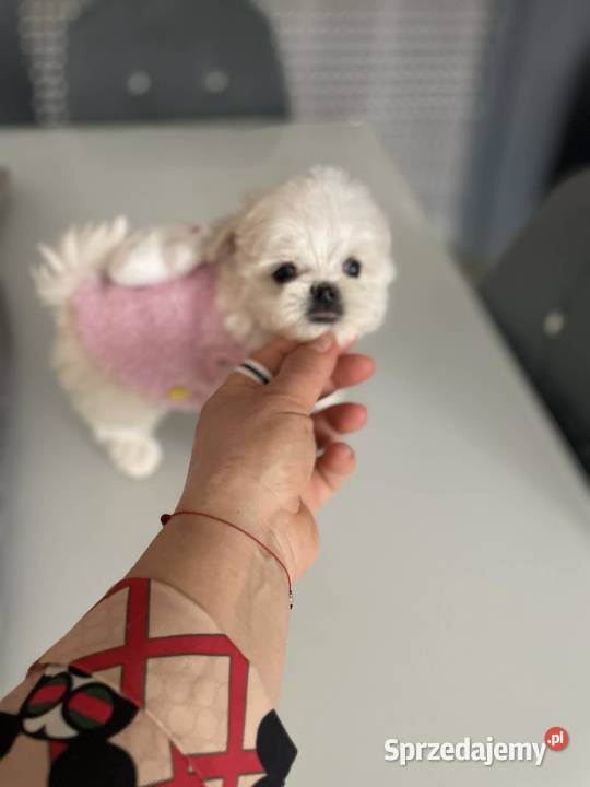 Maltańczyk mini suczka odbiór 06062026 dolnośląskie Nieciszów sprzedam