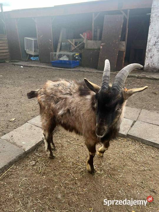 Kozy i koziołki Lipie