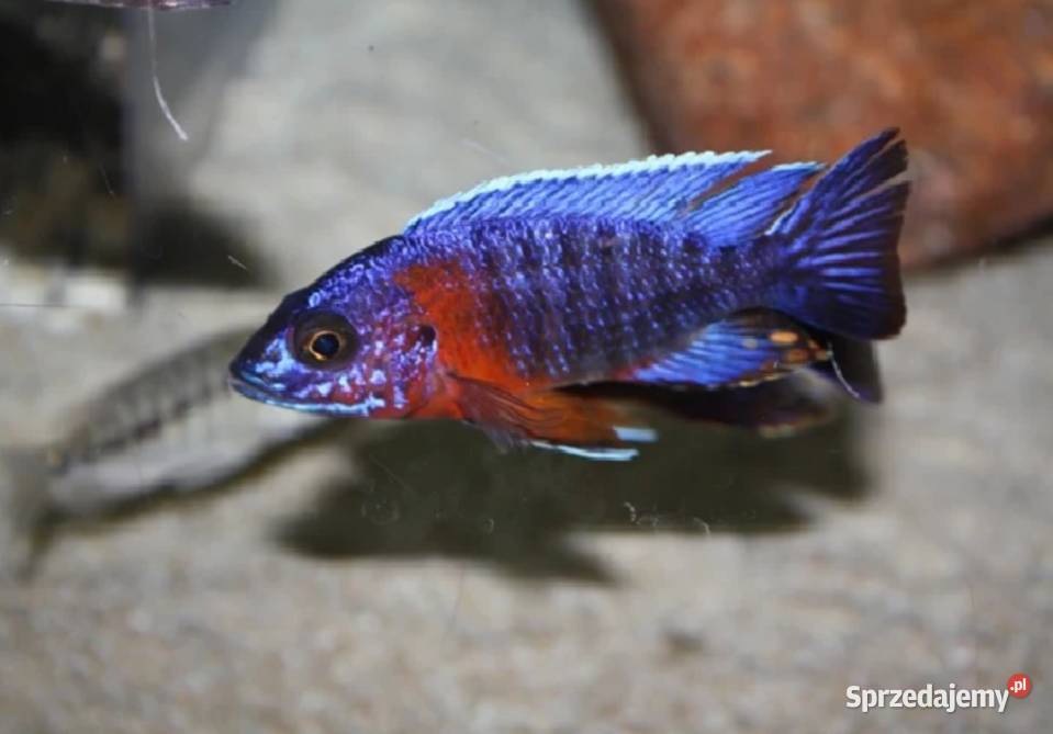 Aulonocara hansbaenschi RED FLUSH WYSYŁKA NA Gdańsk