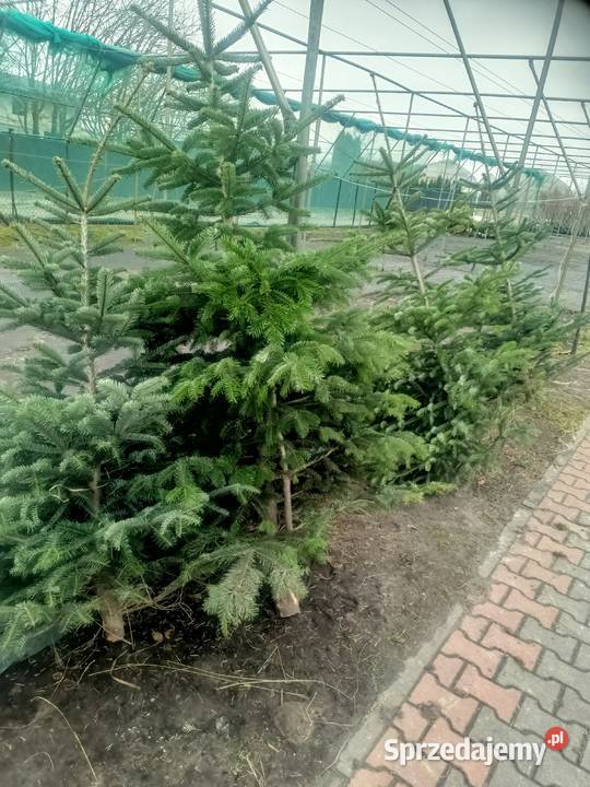 Świerk Srebrny CHOINKI Chrząchów sprzedam