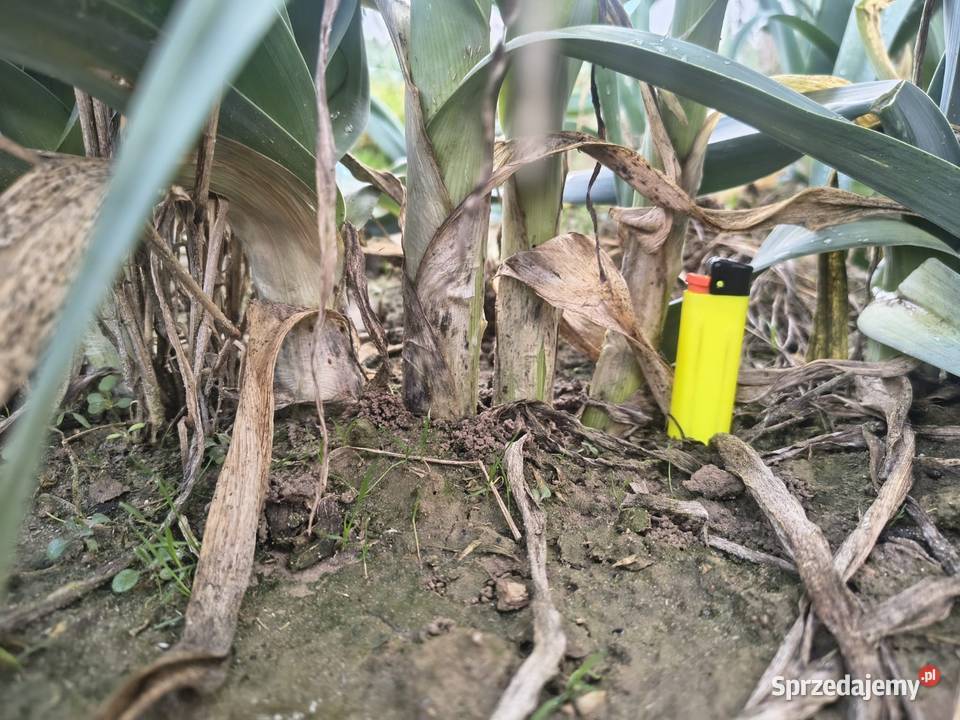 Sprzedampora lubelskie Majdan Ostrowski sprzedam