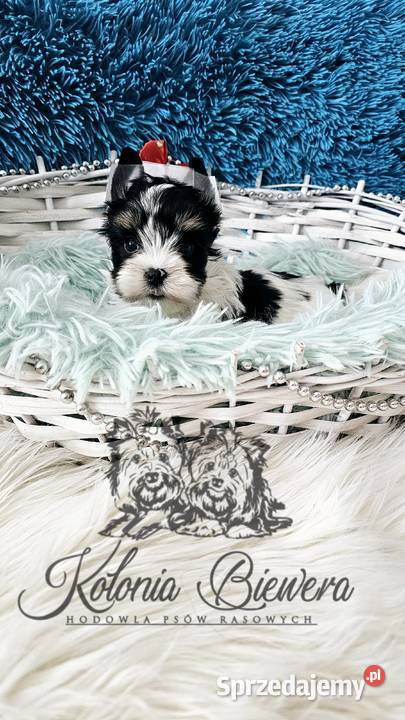 Yorkshire terrier piesek i sunia PASZPORT Sędziejowice