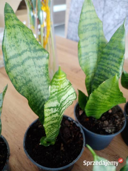 Sansevieria sadzonki kwiatka Kraków