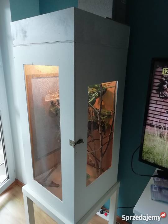 Kameleon Jemeński samiec w pełni wyposażone Lublin