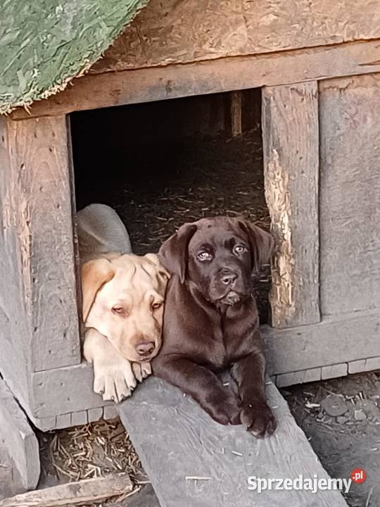 Szczenięta Labrador Retriever czekoladowe Jaworznia