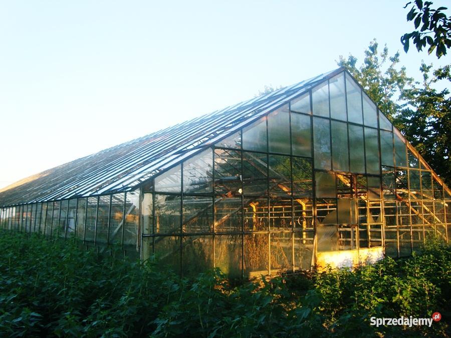 szklarnię do rozbiórki 300m2 Wierzbica-Kolonia
