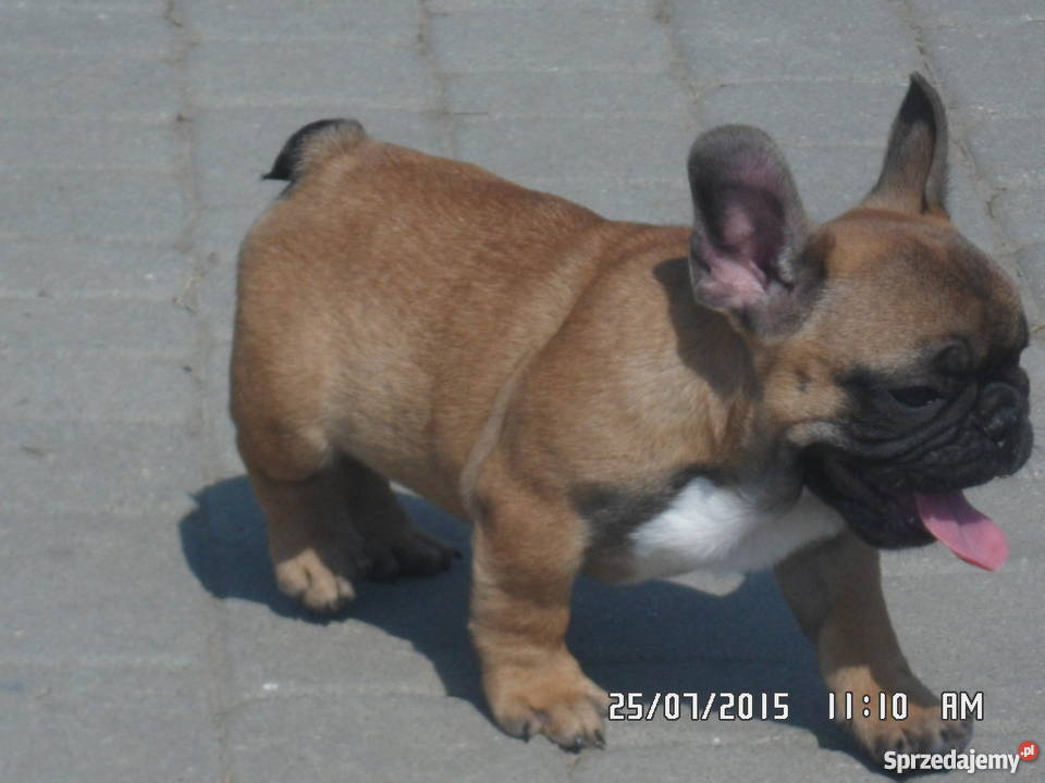 Buldog Francuski rodowód FCI ZKwP Świdnik