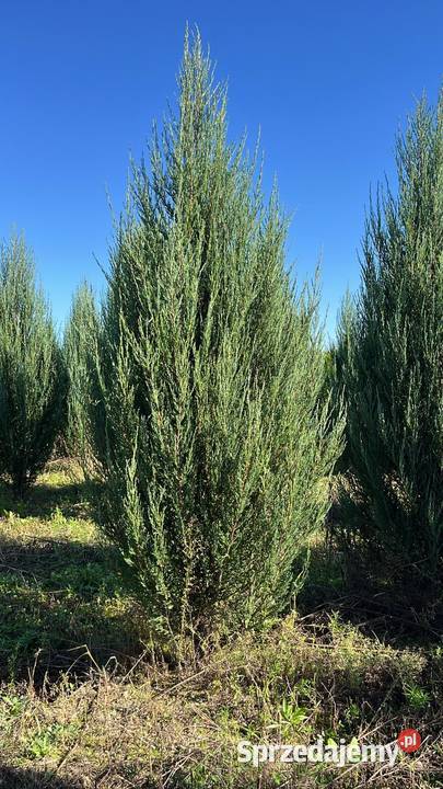 Jałowiec 180200 sadzenie transport Warszawa