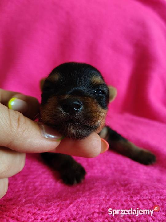 Piesek yorkshire terrier do rezerwacji Dobrzejewice