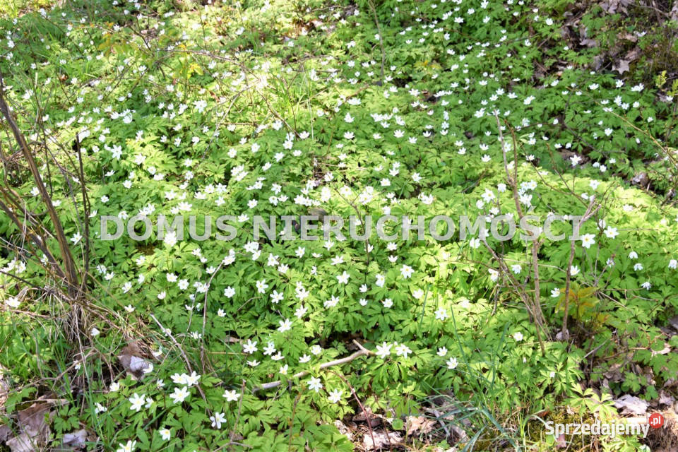 Do sprzedaży grunt Grębosze 6300m2