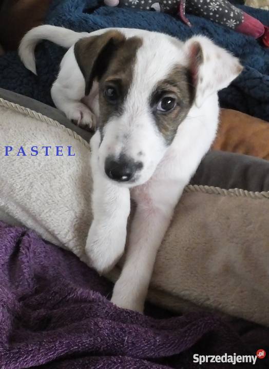 Foksterier krótkowłosy kujawsko-pomorskie Inowrocław