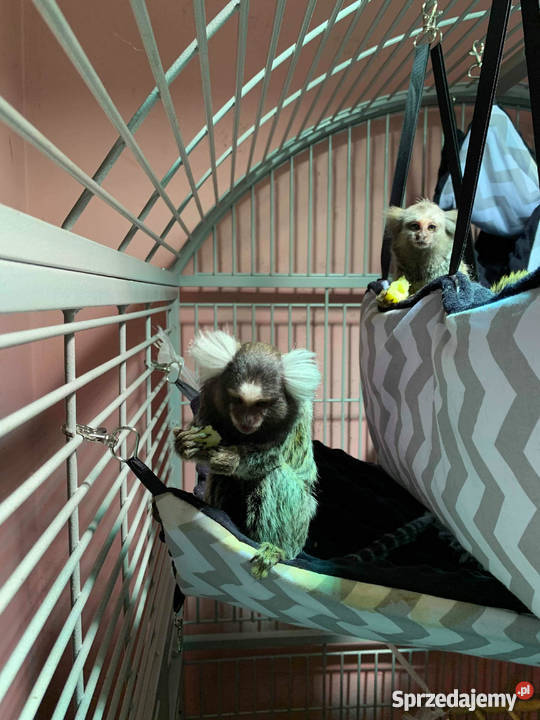 Sprzedam Małpka Marmozeta Białoucha Callithrix Pozostałe