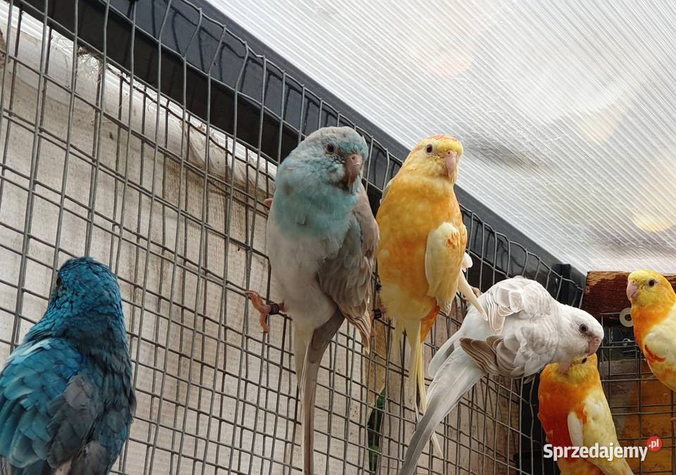 Świergotka Niebieski Pastel