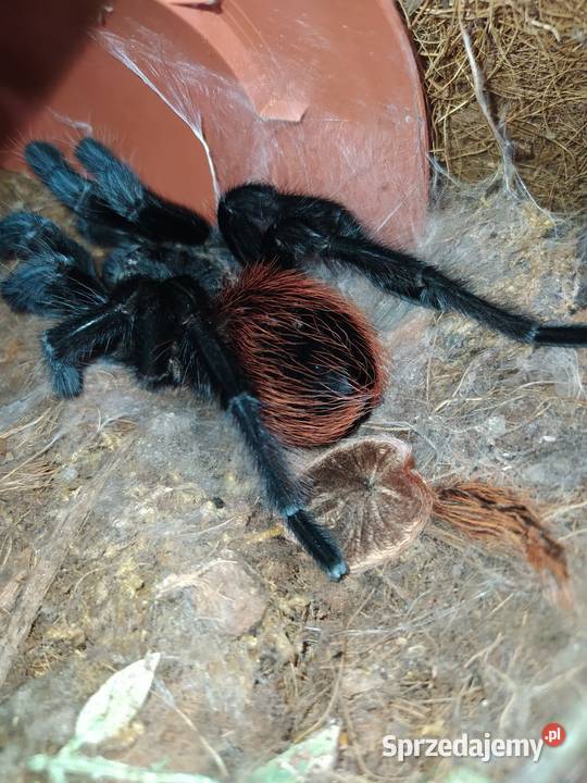 Aphonopelma anax dorosły świeży samiec Pozostałe Dąbrowice