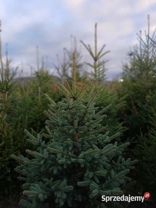 Sprzedam choinki świerk srebny i pospolity Iglaste Świdnica sprzedam