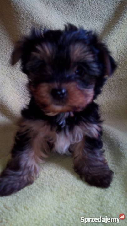 York szczenięta Yorkshire Terrier metryka chip Żabno