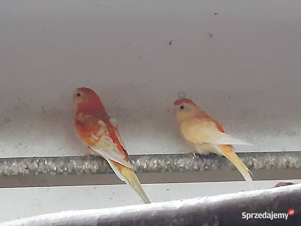 Świergotki parka lęgowa Bystrzyca