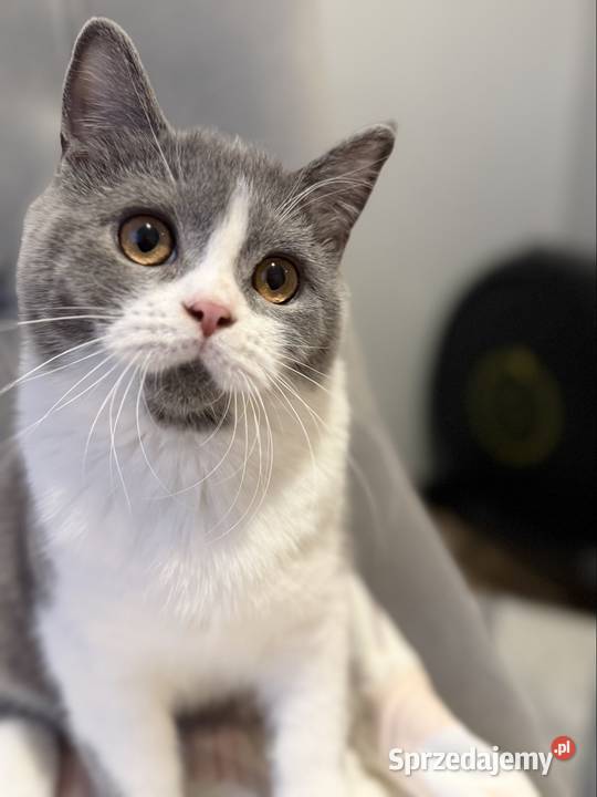 bikolor niebieski brytyjski kocurek Inowrocław sprzedam