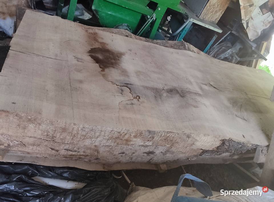 Monolit odziomka jesion 260letni Błażowa