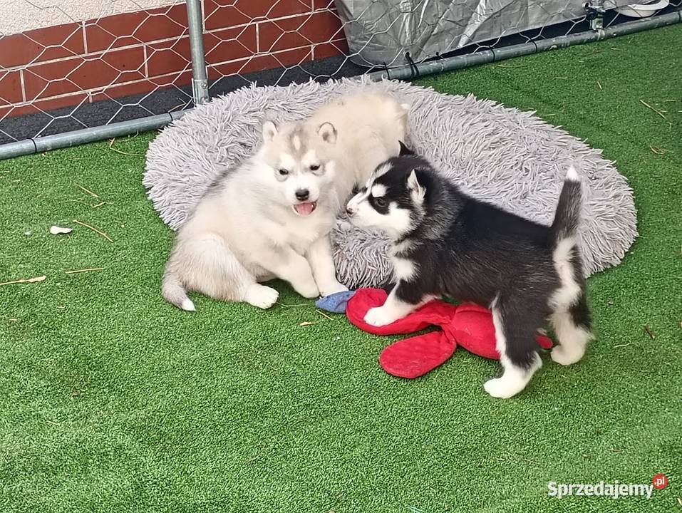 SIBERIAN HUSKY BOY śląskie Racibórz sprzedam