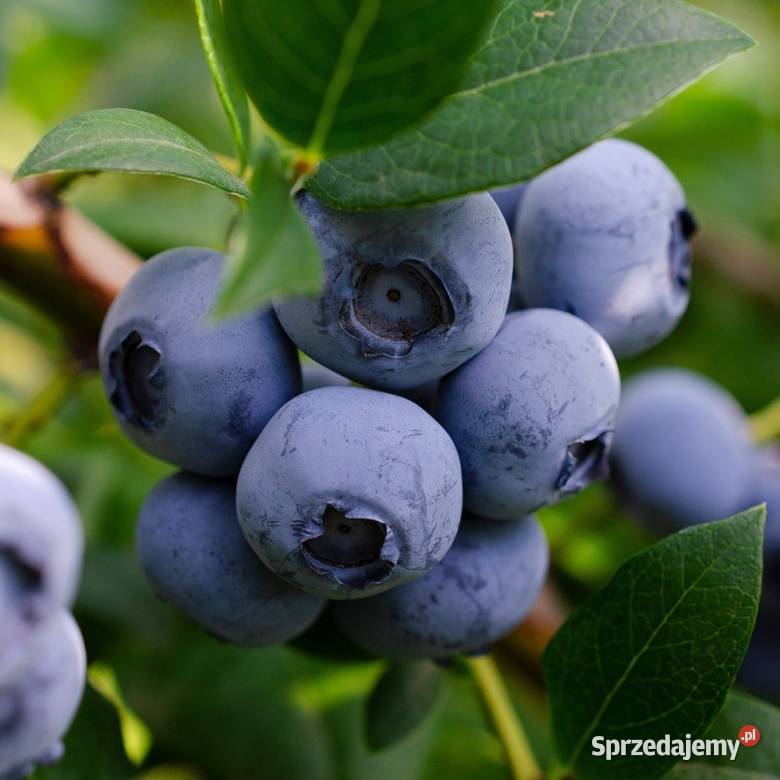 Borówka amerykańska bluecrop Opole