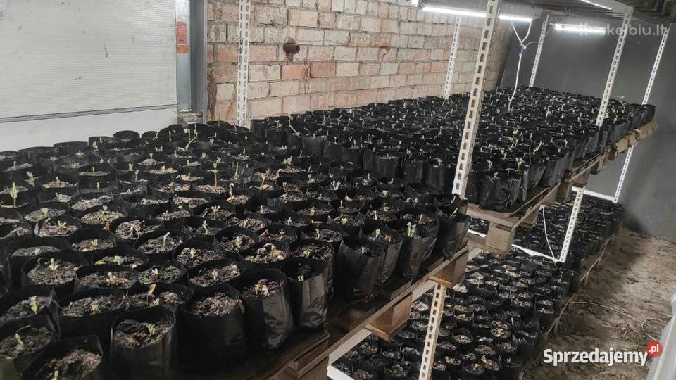 Paulownia Pao Tong Z07 sadzonki podlaskie Sejny