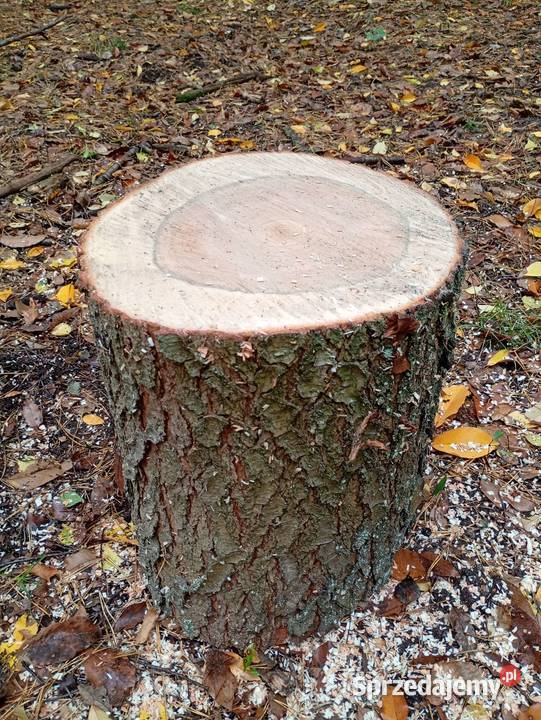 Pieniek do rąbania drewna wielkopolskie Siekierki Małe