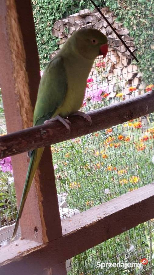 Aleksandretta Obrożna Para Lęgowa Tarnowo Podgórne sprzedam