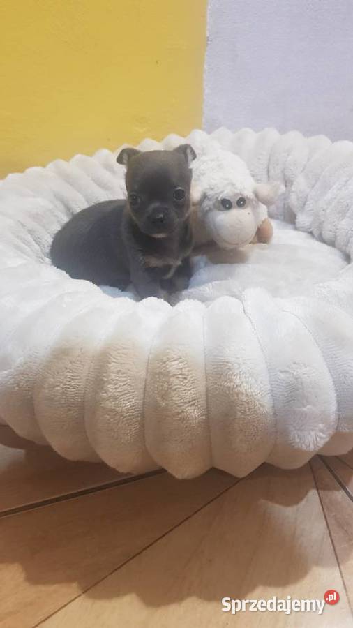 Śliczny piesek chihuahua Warszawy Płońsk sprzedam
